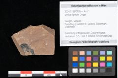 Foto (Objekt + Etikett) von Myrica lignitum Unger (NHMW-GEO-2024-0188-0676)
